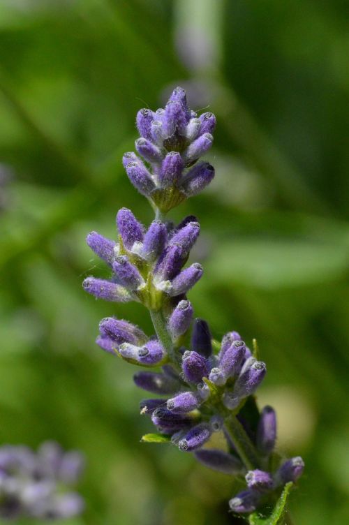 lavender flower purple