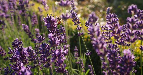 lavender purple garden