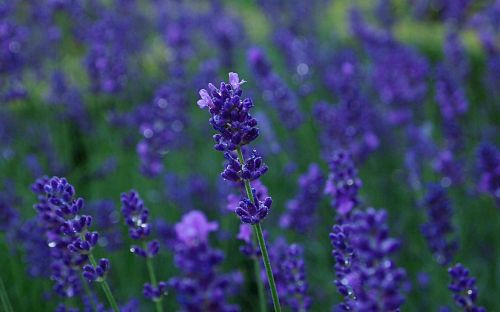 lavender rain blue purple flower