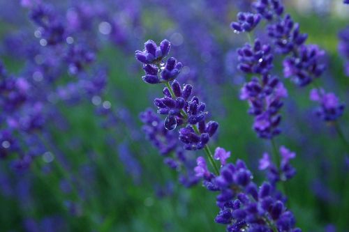 lavender close up raindrops