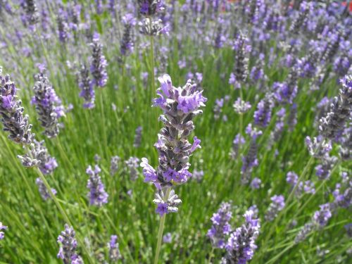 lavender flowers macro