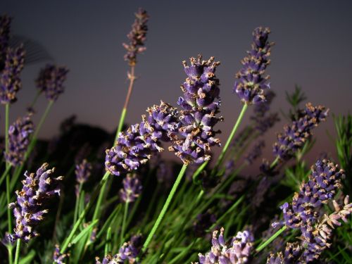 lavender flower close