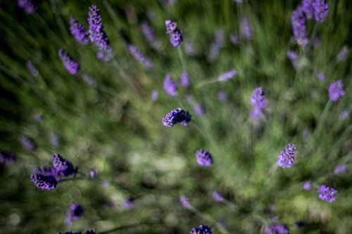 lavender macro focus