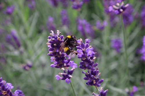 lavender bumblebee bug