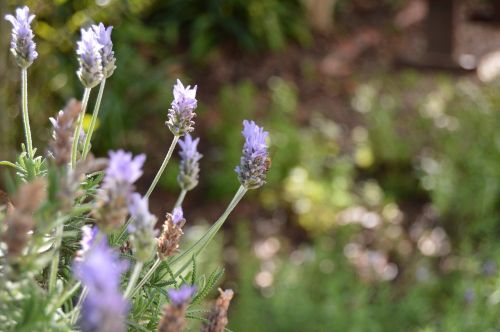 lavender garden nature