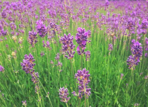 lavender flowers purple