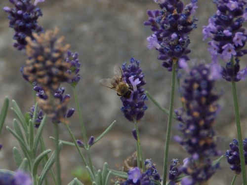 lavender lavender flowers flowers