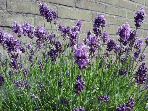 lavender wall purple