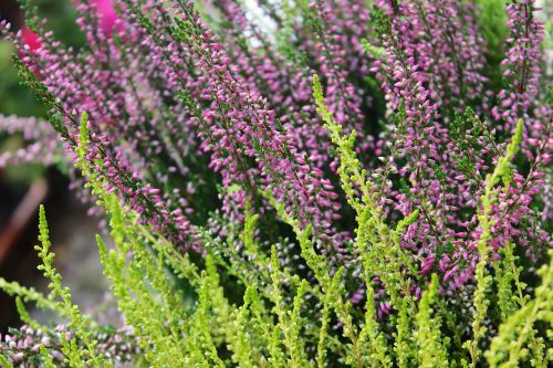 lavender flower green