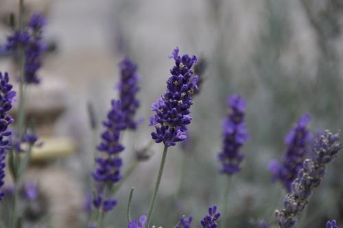 lavender blossom bloom