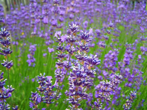 lavender pale purple summer flower