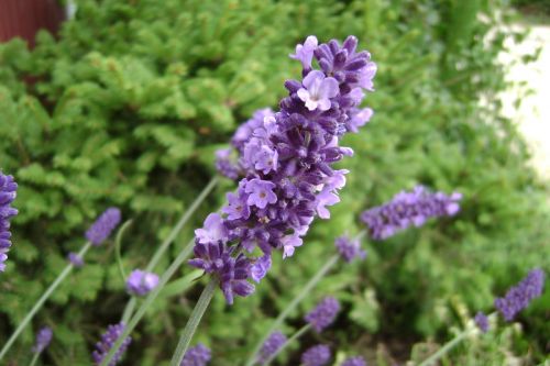 lavender aromatico blue summer lavender flowers
