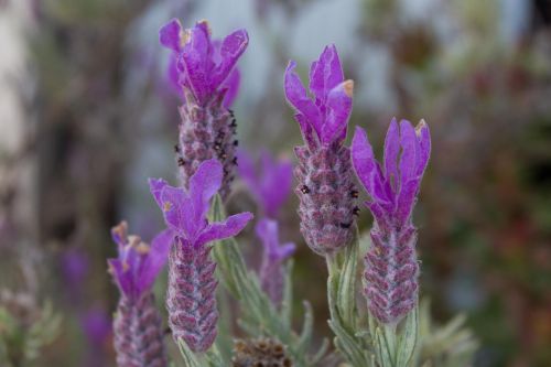 Lavender Blossoms