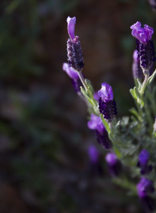 lavender buds lavender flowers