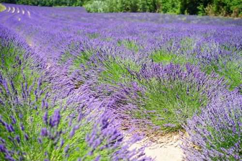 lavender cultivation lavender lavender field