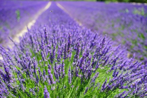 lavender cultivation lavender field lavender