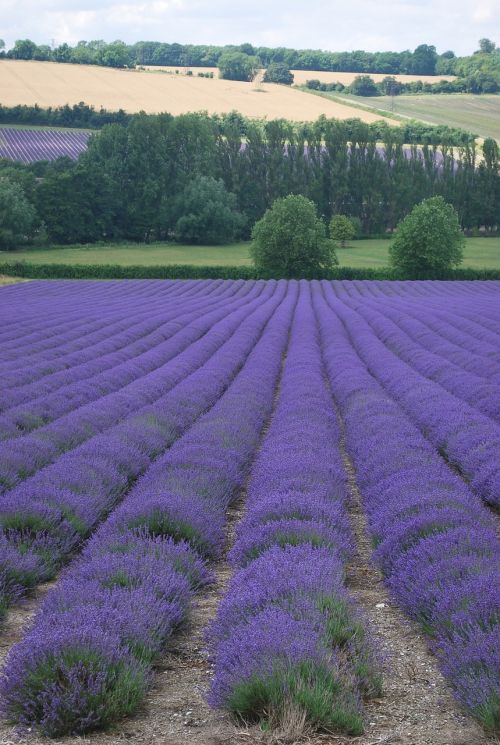 lavender field plants agriculture