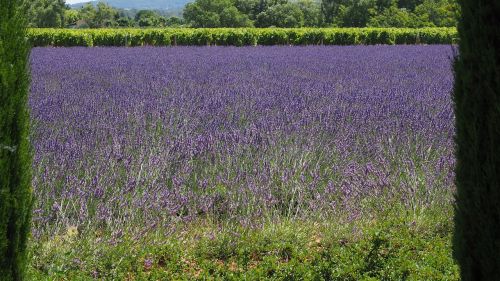 lavender field lavender lavender cultivation