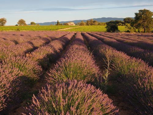 lavender field lavender evening sun