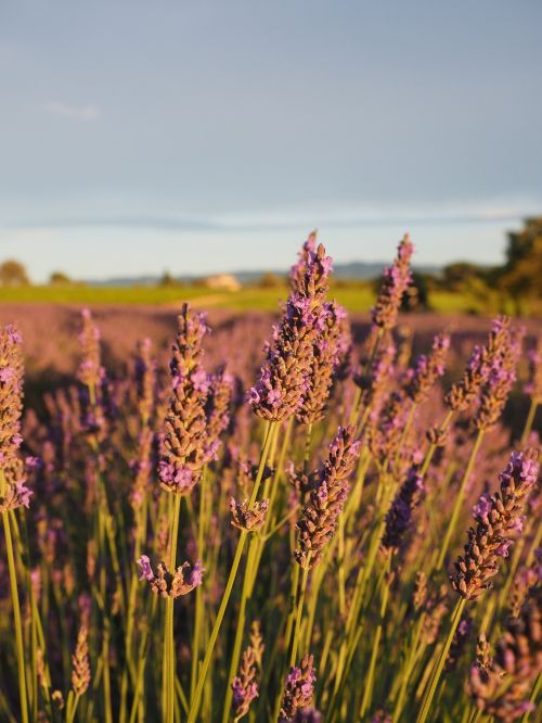 lavender field lavender evening sun