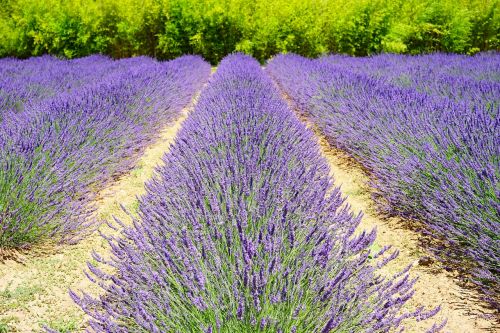 lavender field lavender cultivation agricultural economics