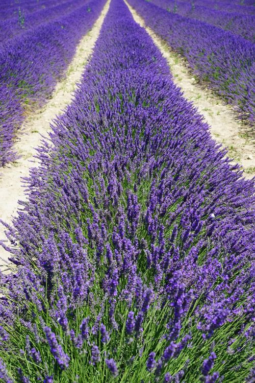 lavender field lane away