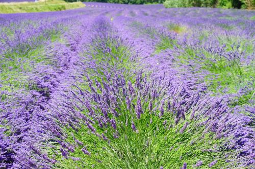 lavender field flowers purple