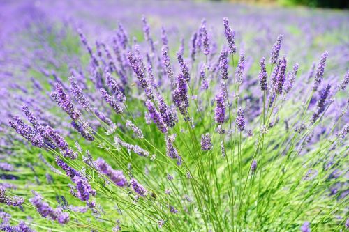 lavender field flowers purple