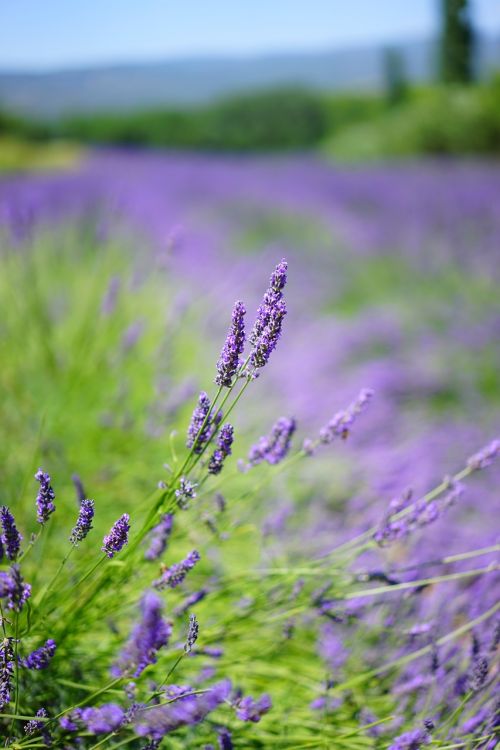 lavender field flowers purple