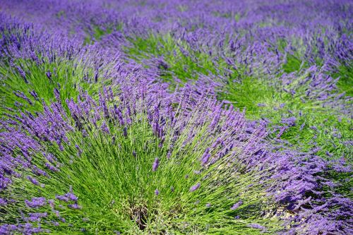 lavender field flowers purple