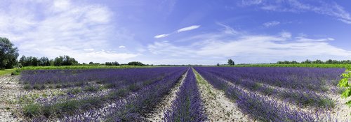 lavender field  lavender  provence