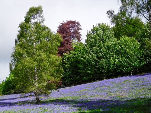 lavender field dunkeld scotland wild lavender flowers