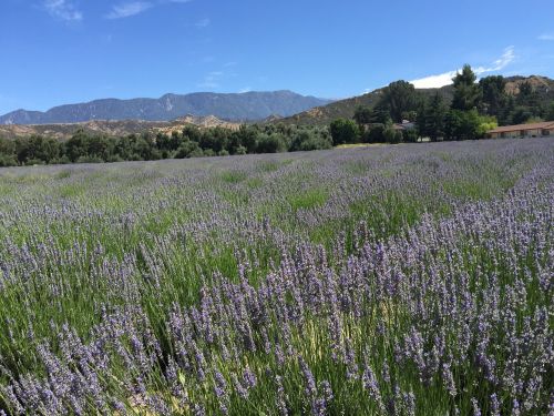 lavender fields california mountains