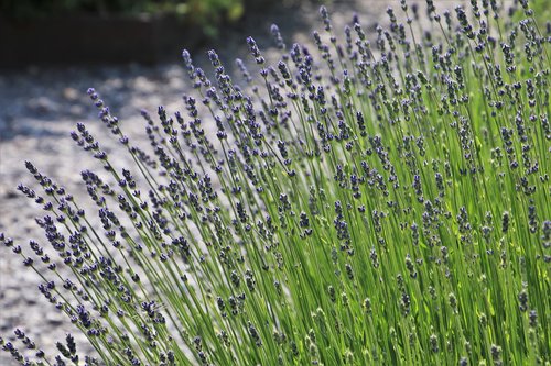 lavender fields  provence  fragrant
