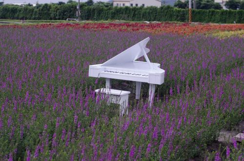 lavender fields with white piano a sea of lavender flowers purple color