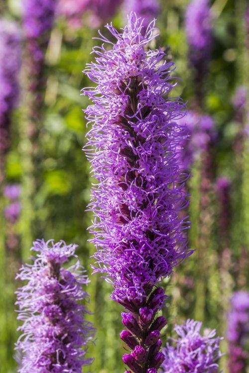 Lavender Flower