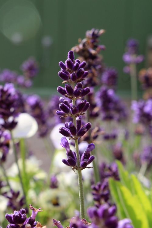 lavender flower violet aromatherapy