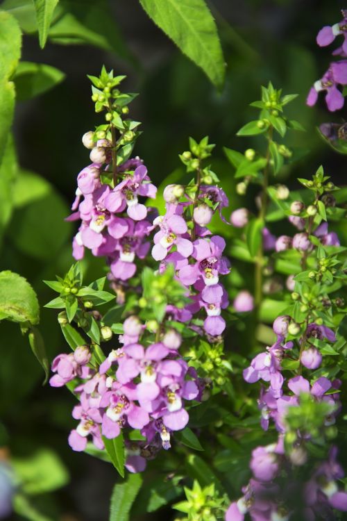 lavender flower garden lavender