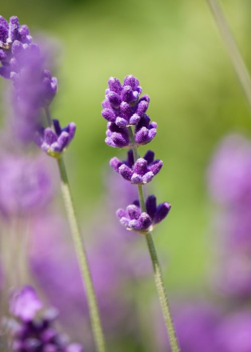 Lavender Flower Close-up