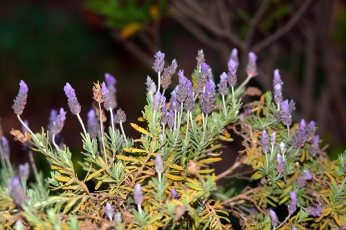 Lavender Flower Stalks