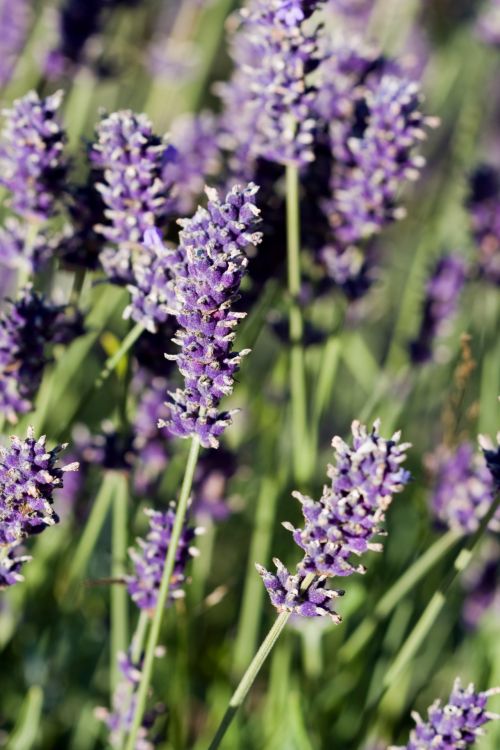 Lavender Flowers