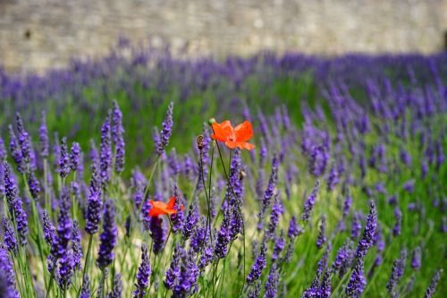 lavender flowers blue flowers
