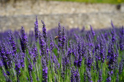 lavender flowers blue flowers