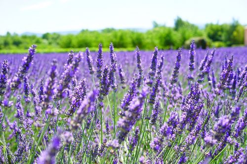 lavender flowers violet flowers