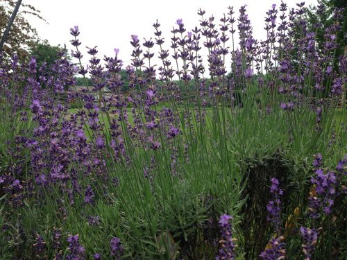 lavender flowers floral plants