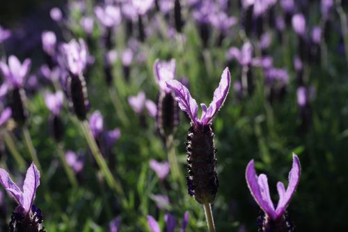 lavender garden field purple