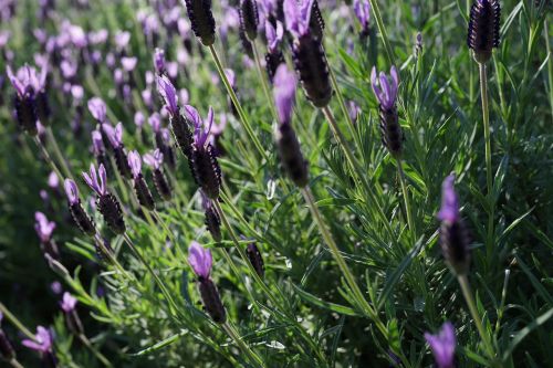 lavender garden field purple