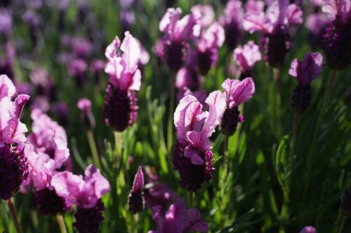 lavender garden field purple
