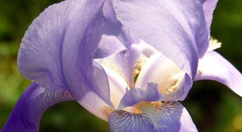 Lavender Iris