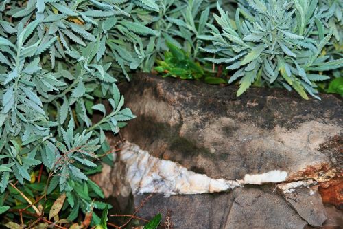 Lavender Plant And Rock